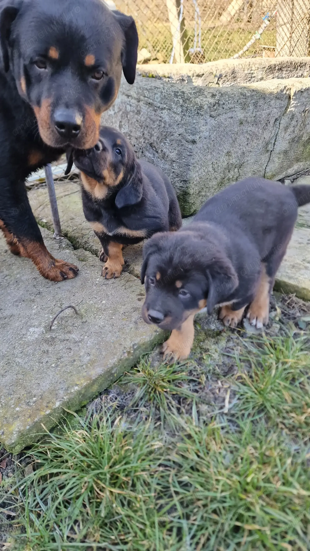 Masculi Rotweiller 8 săptămâni 