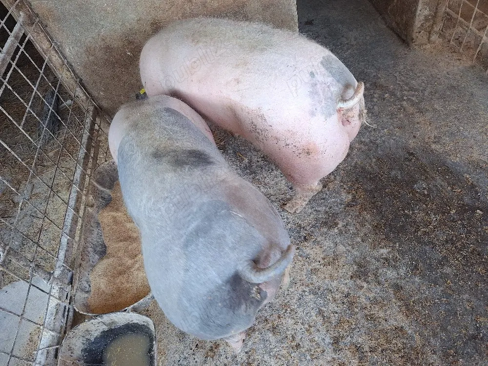 porci crescuți  natural. 