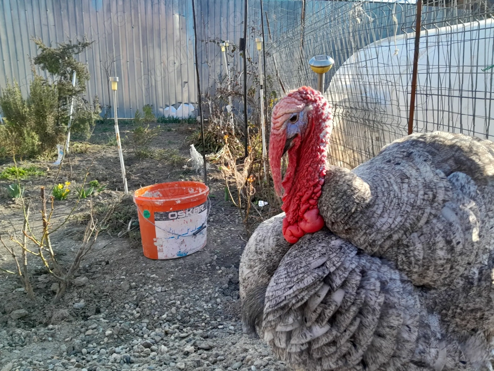 Vând curcan și un Ied