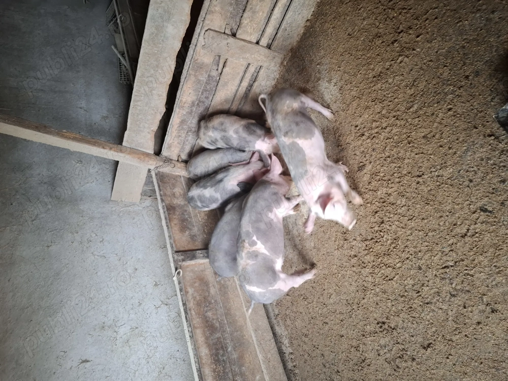 Vând șoldani castrați și deparazitați 