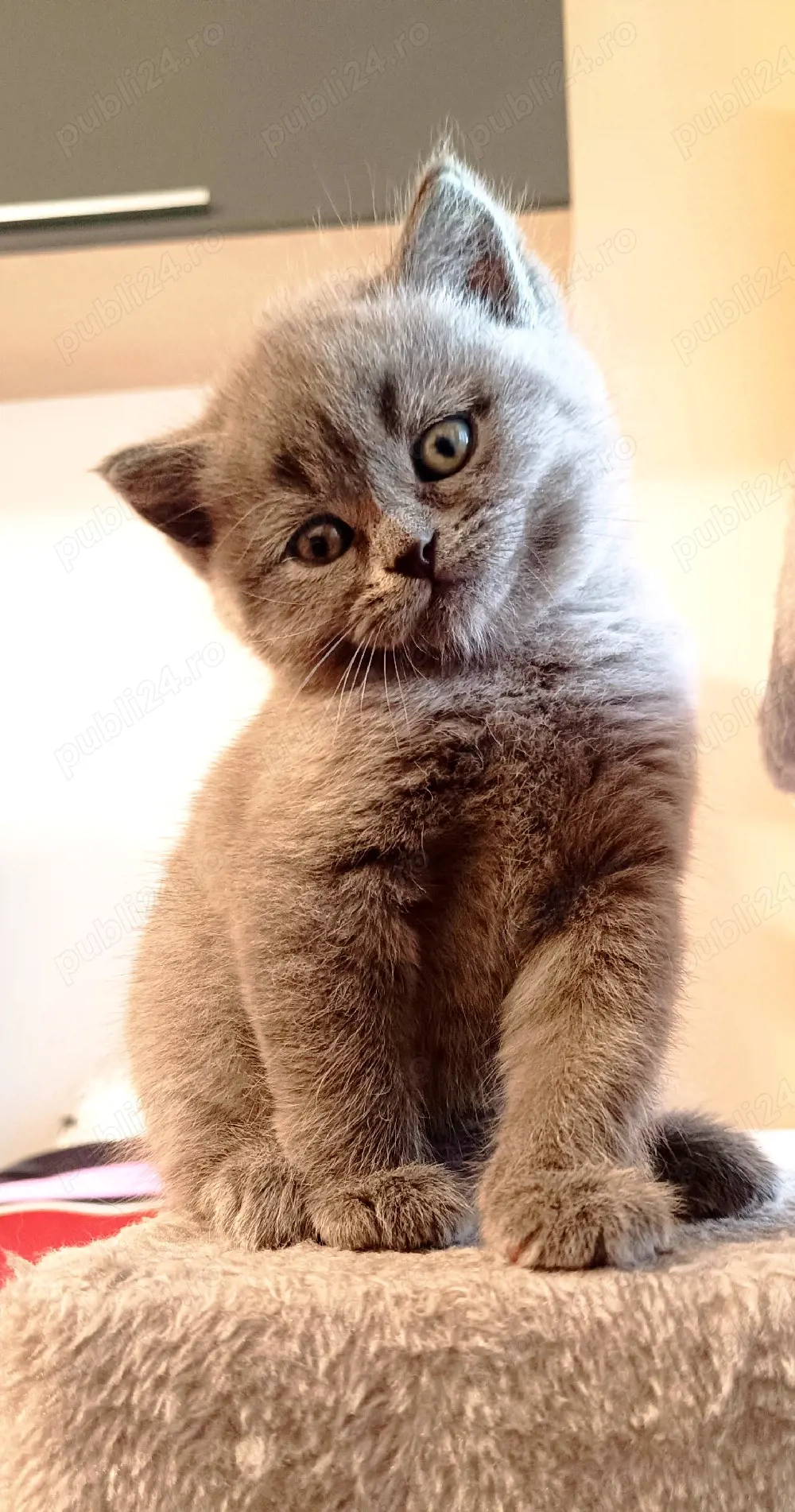 Pui de pisica rasa British Shorthair