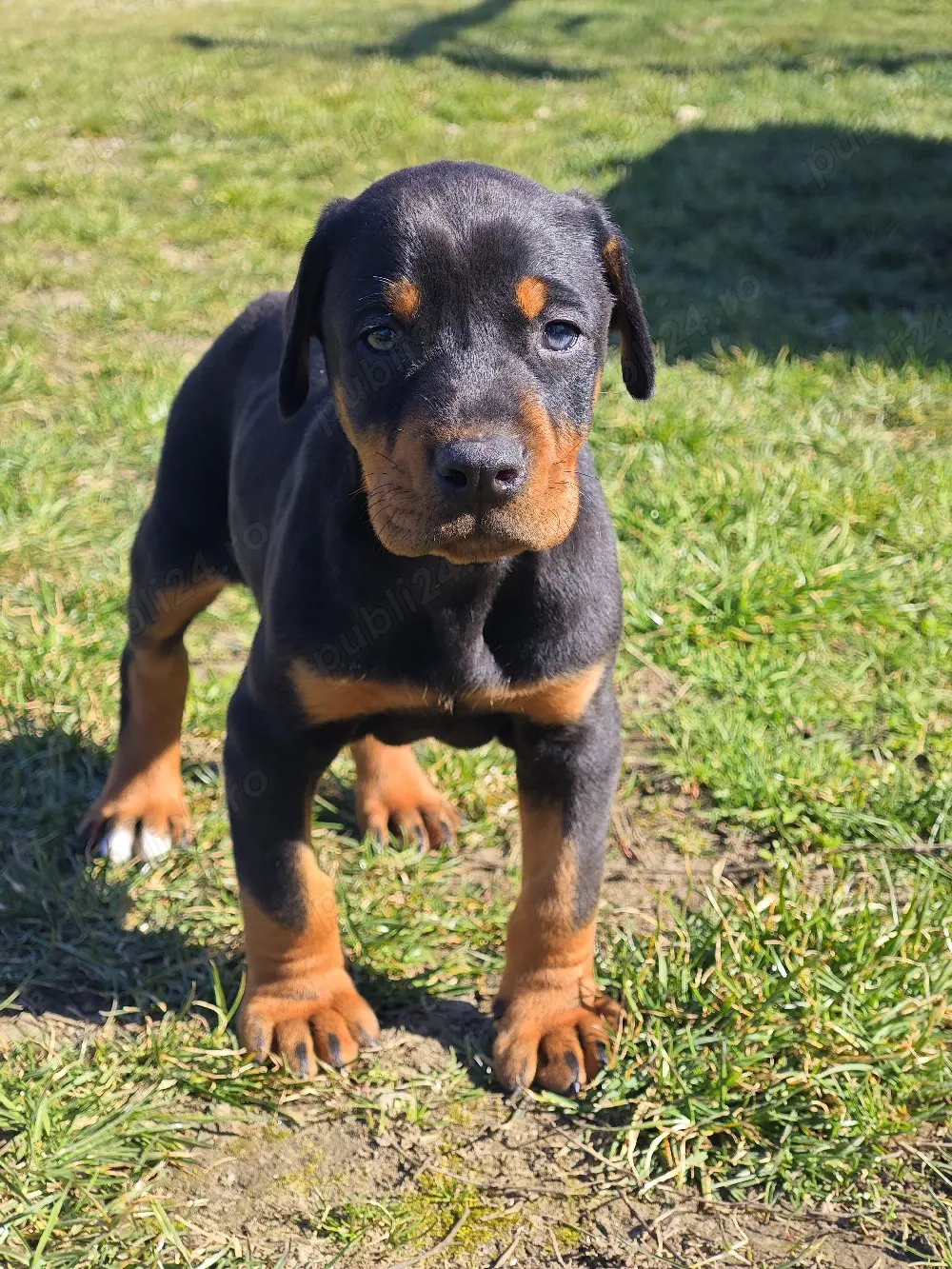 Pui de Doberman European 