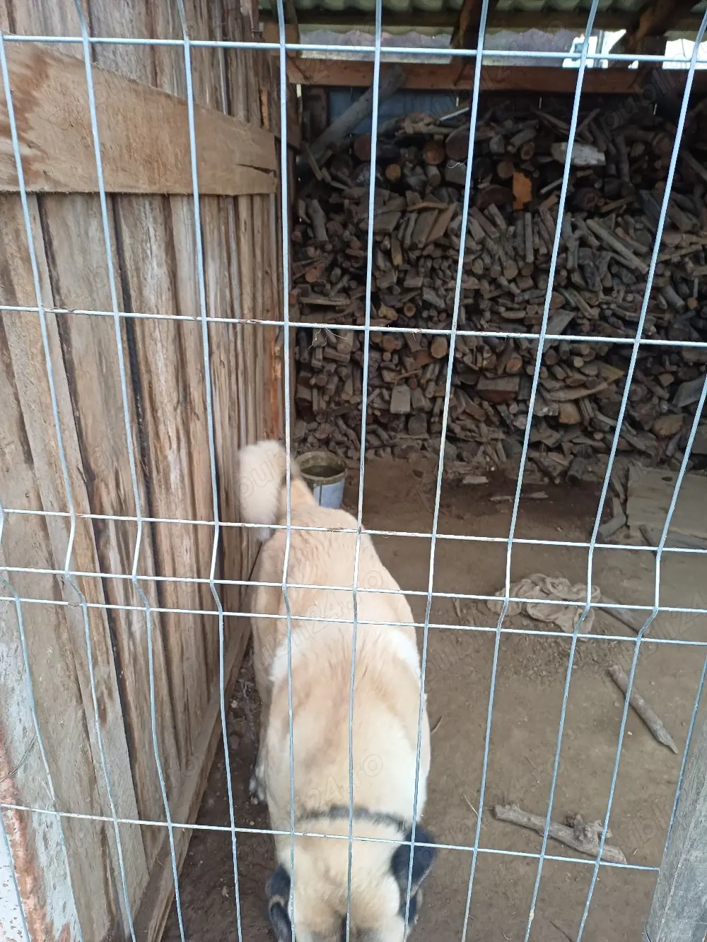 kangal mmascul 1 an junate