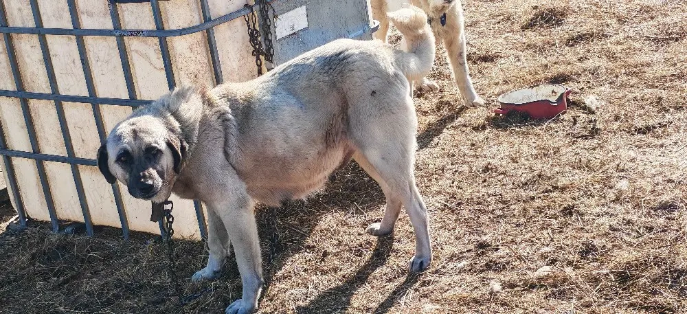 Vând cățeaua kangal