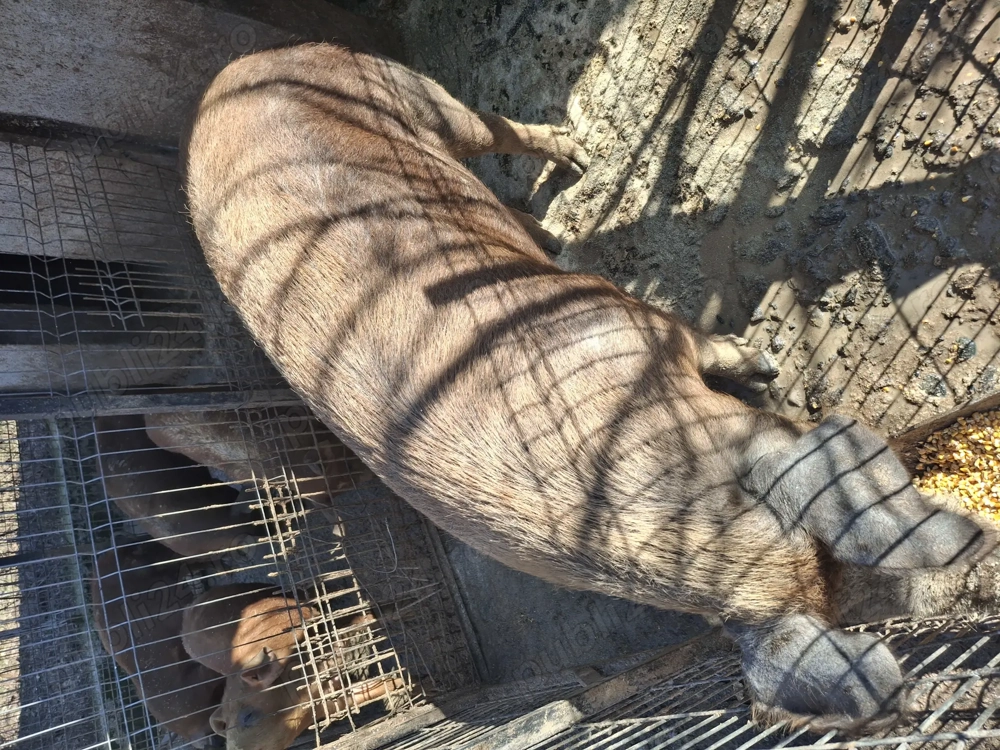 Se vinde, pentru tăiat sau monta crescuta bio