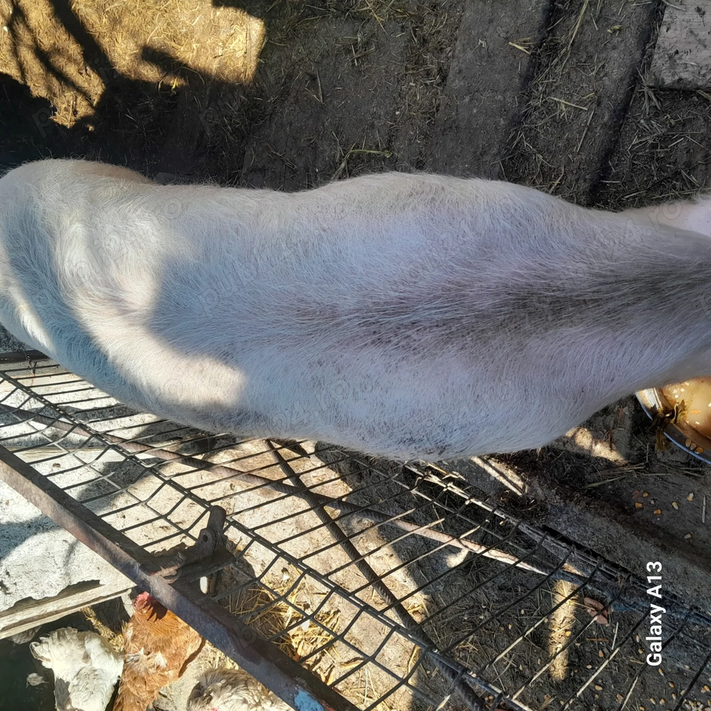 Porc castrat de carne!