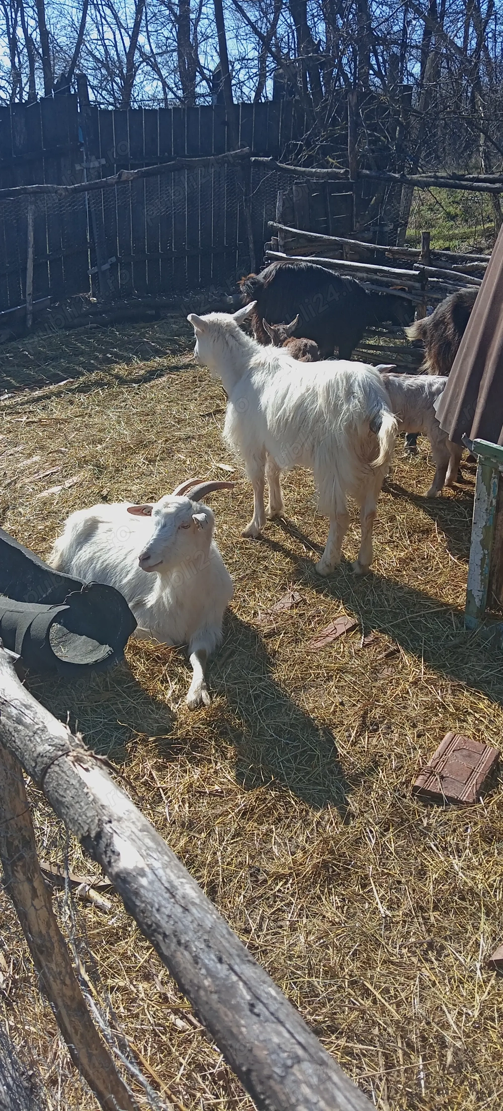 De vanzare capre tinere cu iezi lângă iele