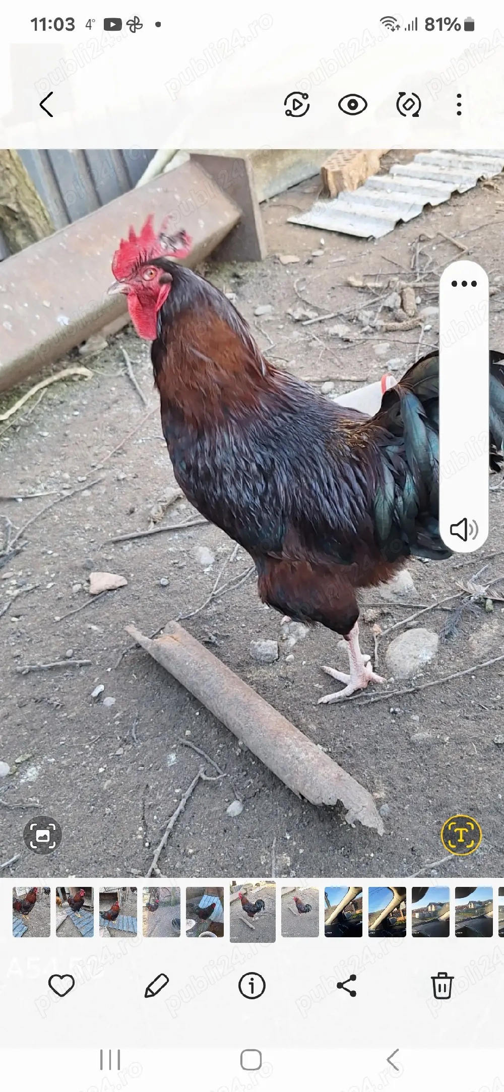 De vânzare cocosi viandote 