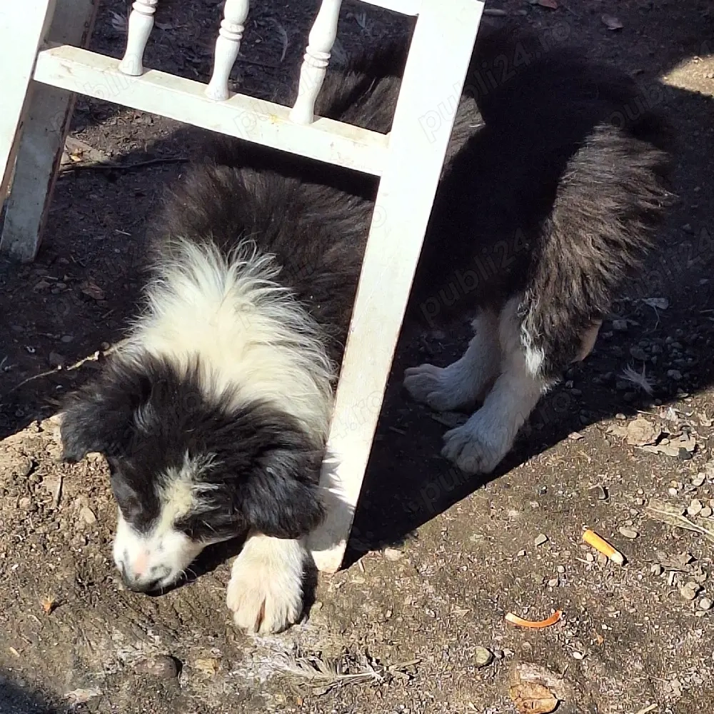 Căței Border Collie