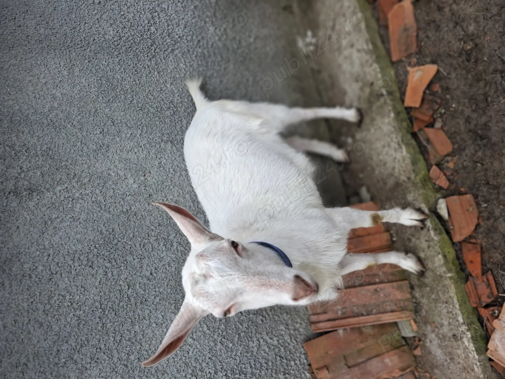 vind capra si tap SAN