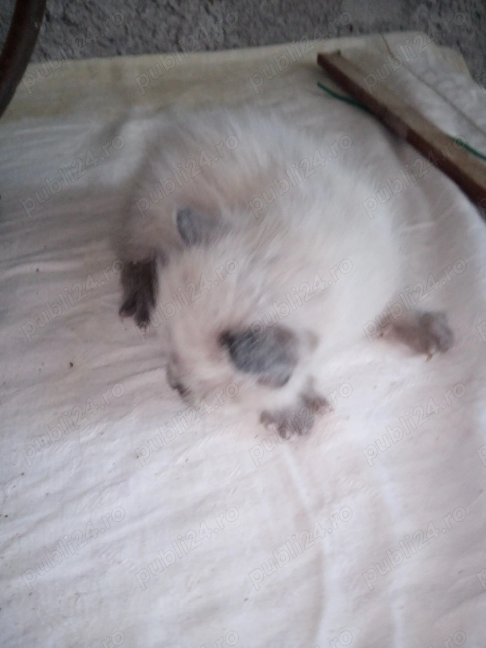 Vand 2 pui de pisici birmaneze