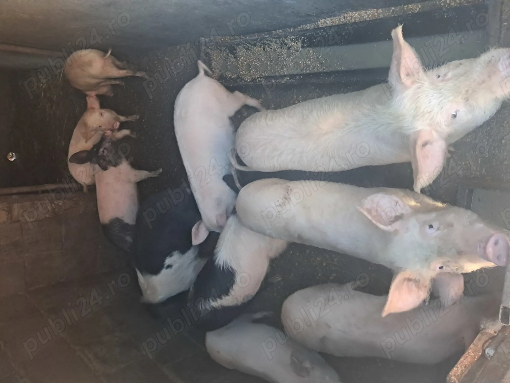 Vand soldani in beltiug  scrofițe 