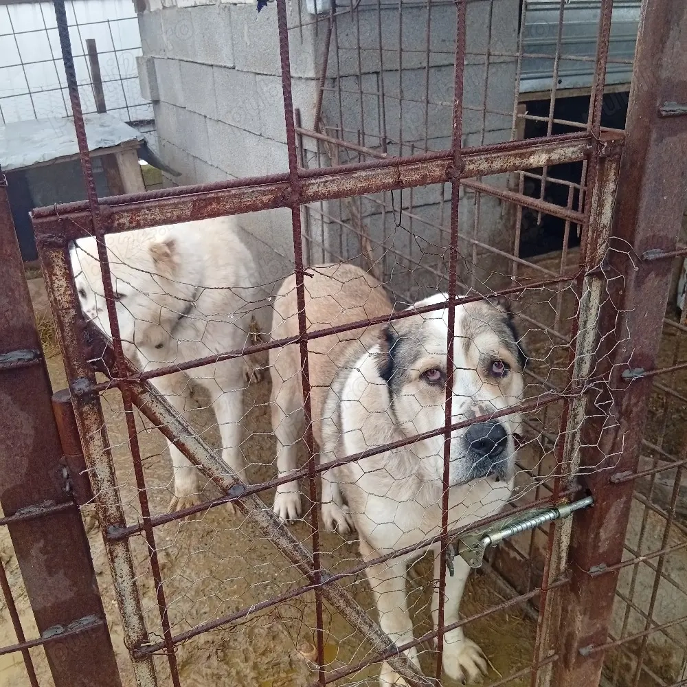 de vânzare mai multe detalii in privat 