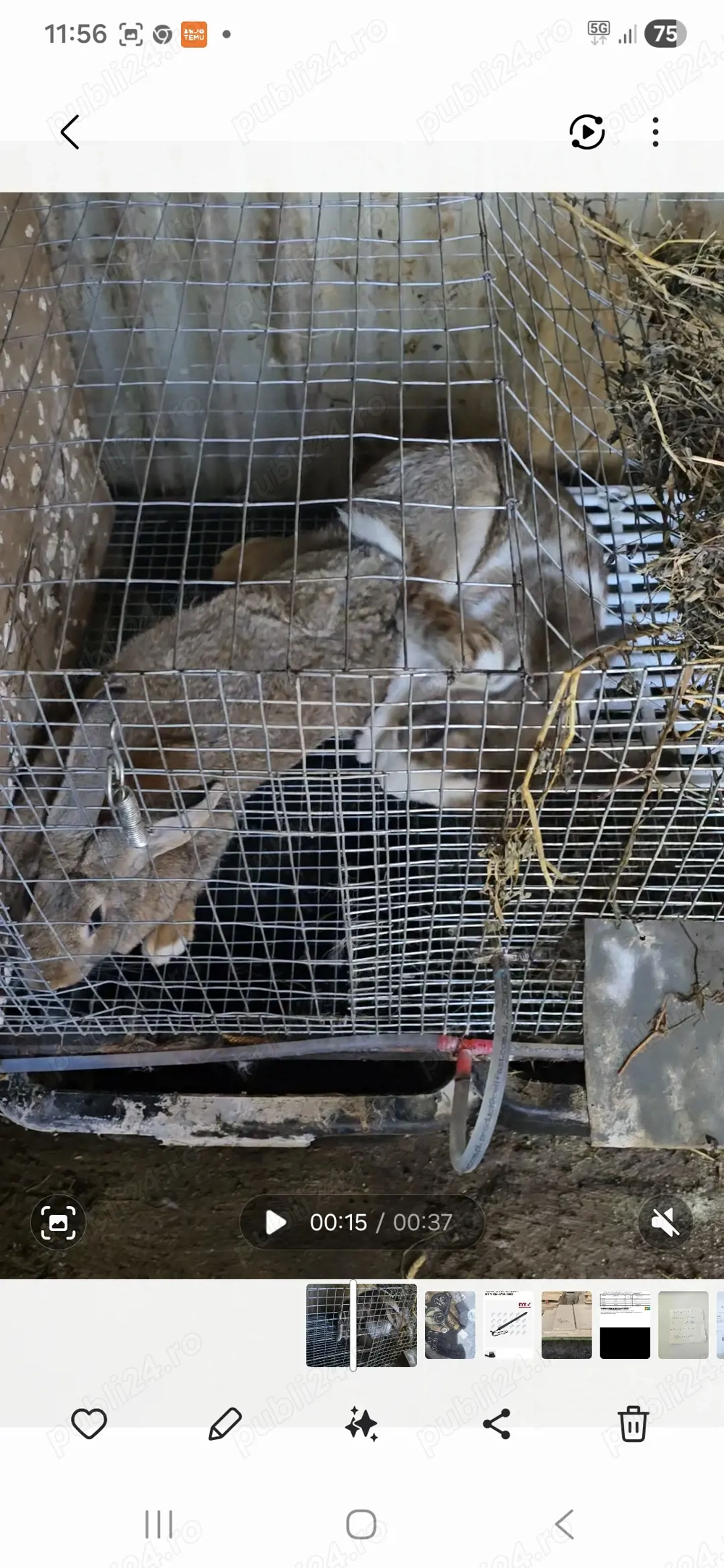 Femela hycole francez