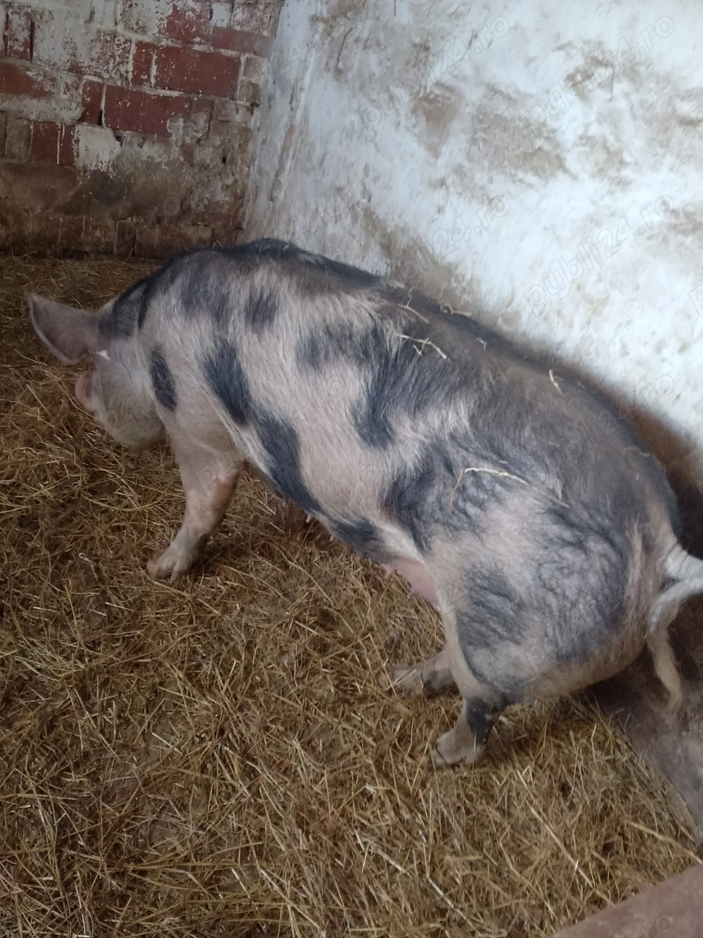 Scroafa foarte buna la prima fătare 11 bucati