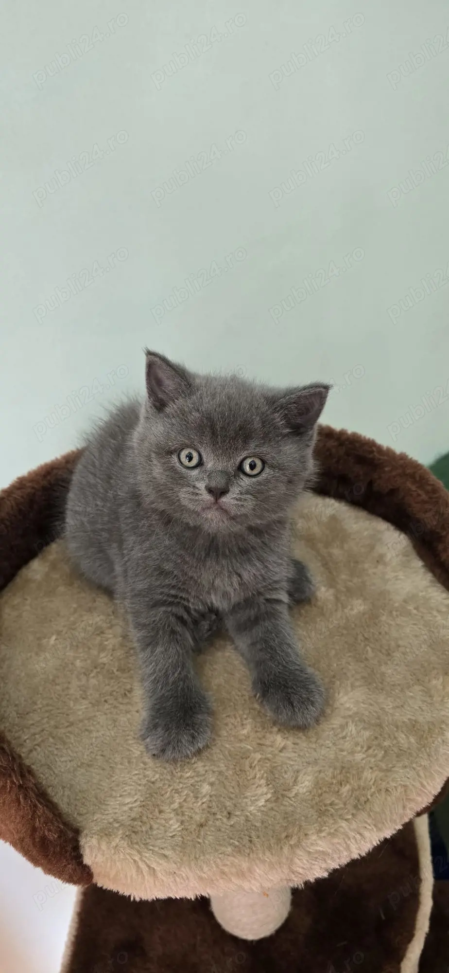 Fetiţă British Shorthair adorabilă își caută familie! 
