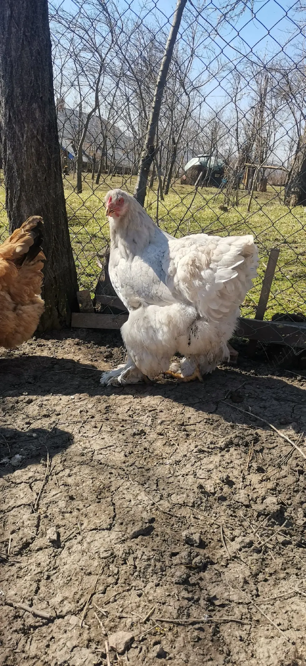 Vând ouă de brahma