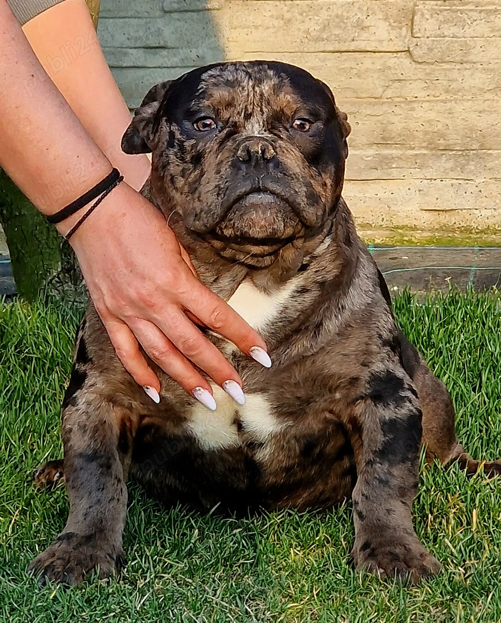 Vand American Bully micro