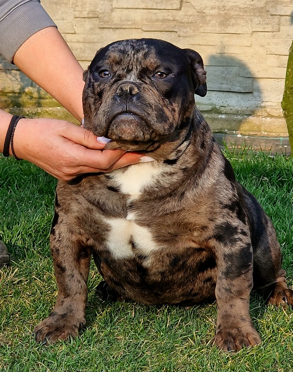 Vand American Bully micro