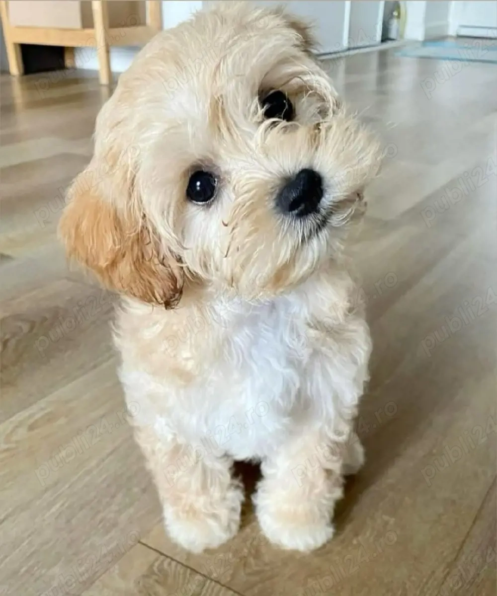 Maltipoo Fetiță Apricot 