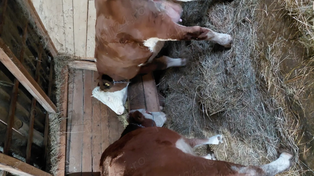 Vand 2 vaci baltate (la prima fatare)