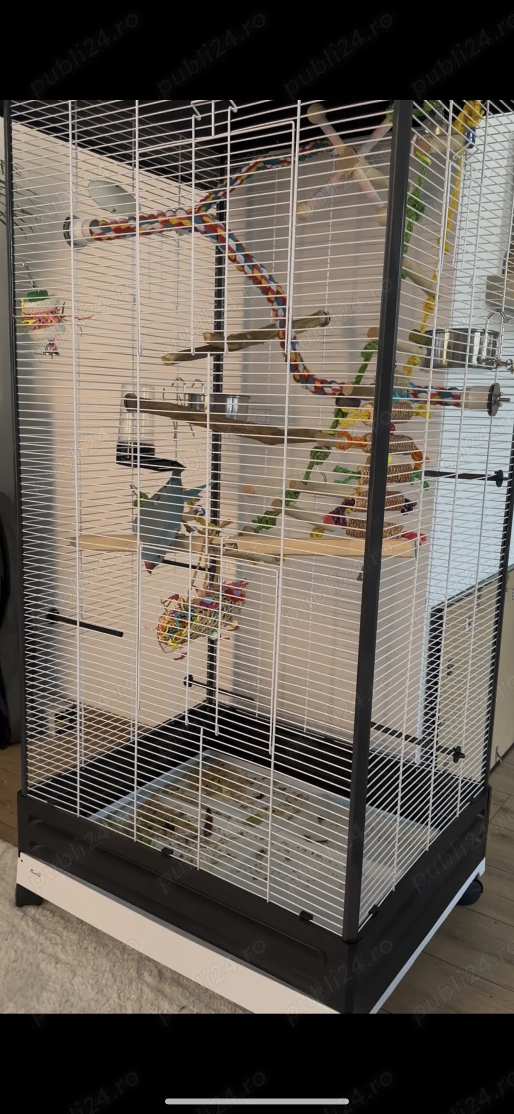 Vânzare Micul Alexandru 