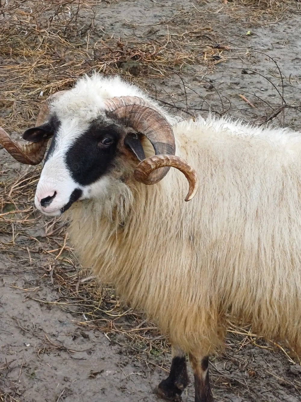 Vând berbec de 2 ani jumătate 