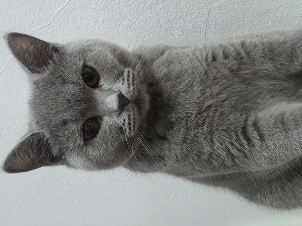 Vand pisica British Shorthair