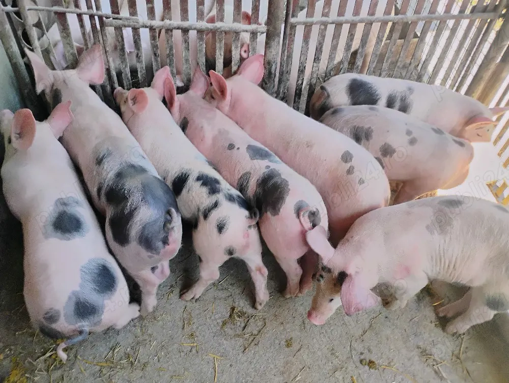 Vand Purcei Marel Alb si Pietrian cu Landrace si Pietrian si Porcii