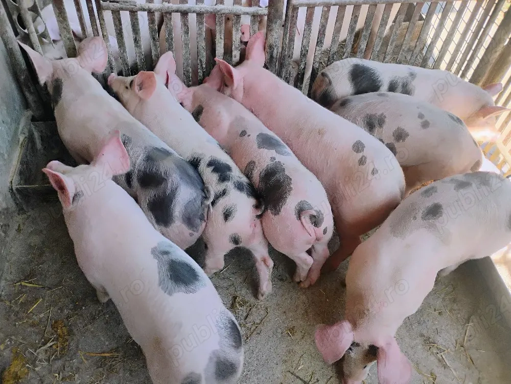 Vand Purcei Marel Alb  si Pietrian cu Landrace si Duroc