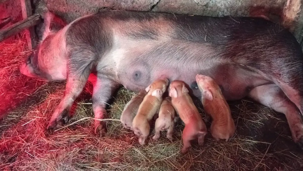 vind scroafa la prima fatare cu 5 purcei 