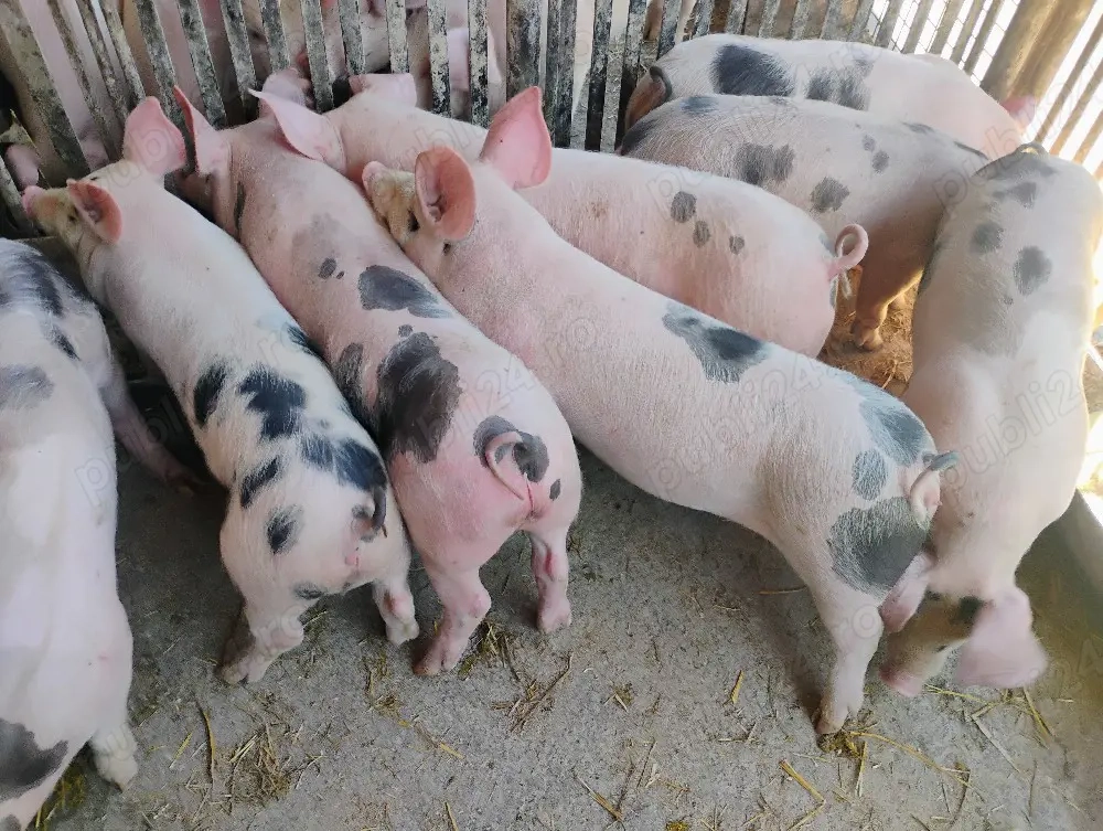 Purcei Marel Alb si Pietrian cu Landrace si Duroc