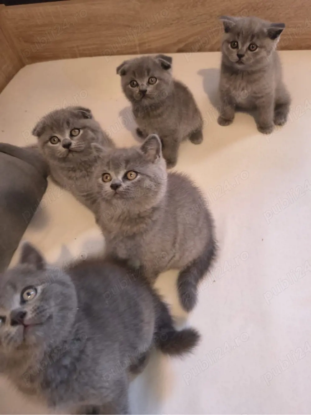 British Shorthair Scottish Fold 
