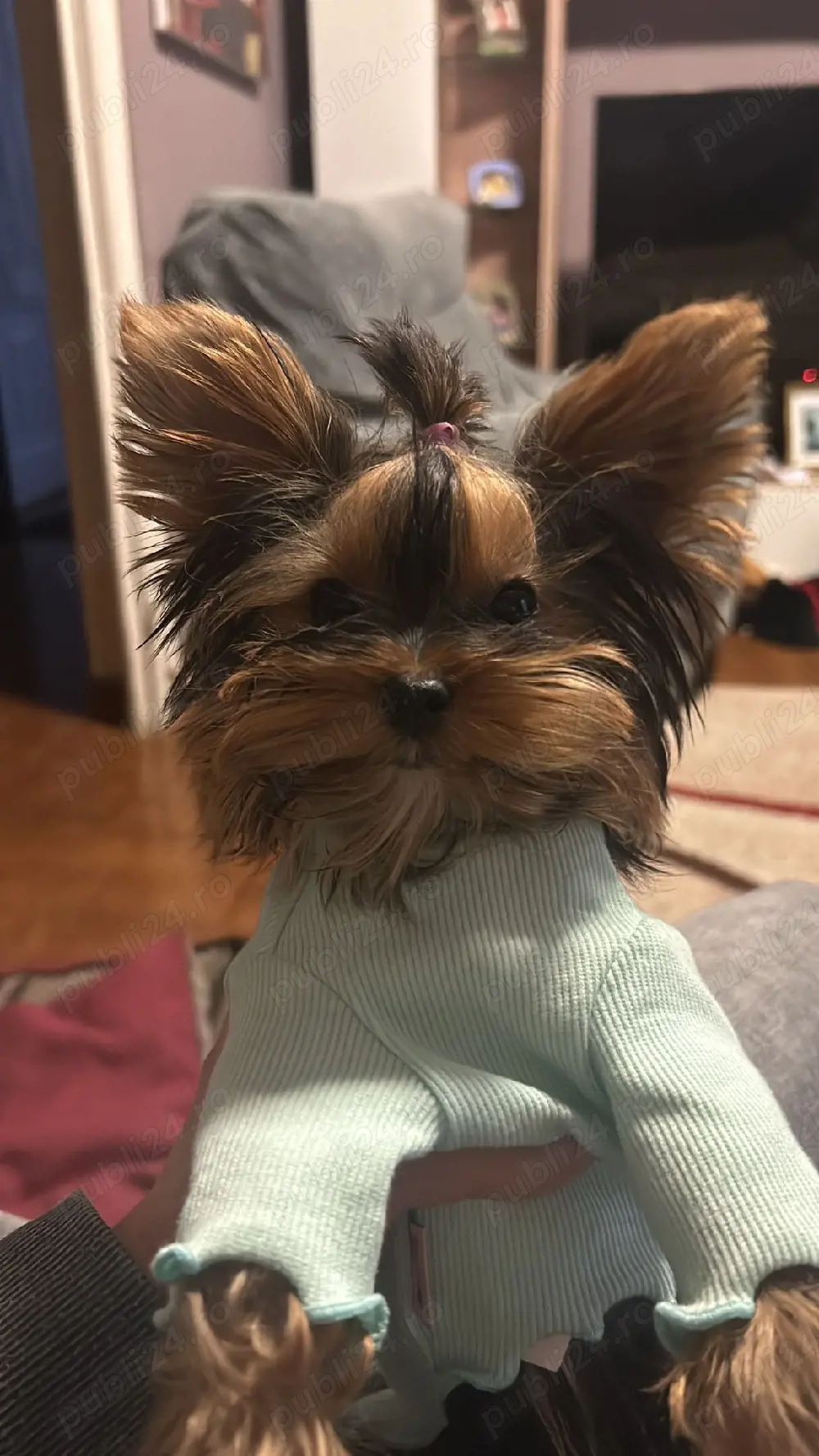 Yorkshire terrier mini 