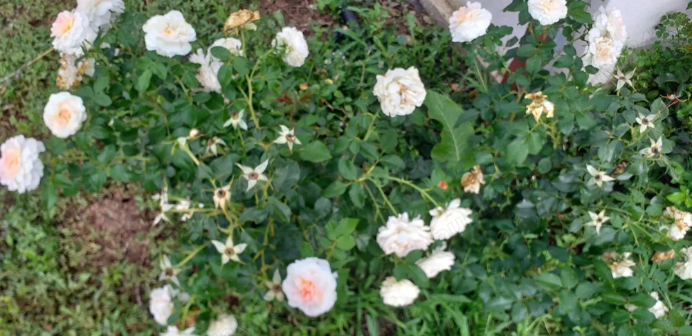 Ghioroc - proprietate de vanzare 1939 m patrati (fara agentii)