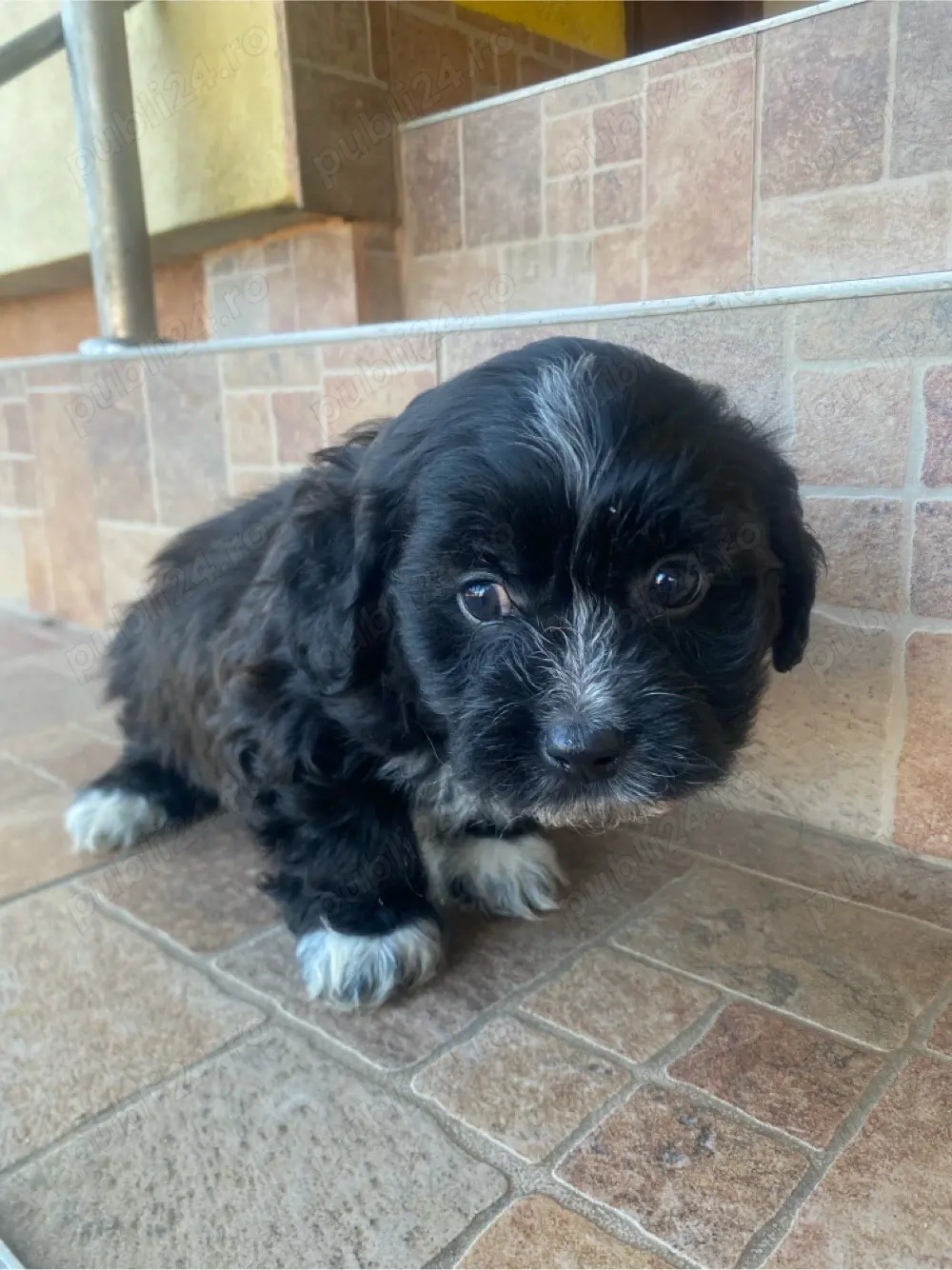 Vand pui bichon havanez