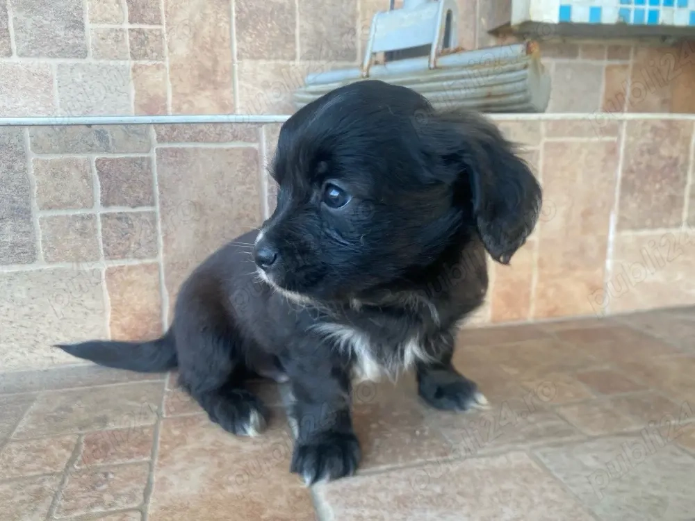 Vand pui bichon havanez