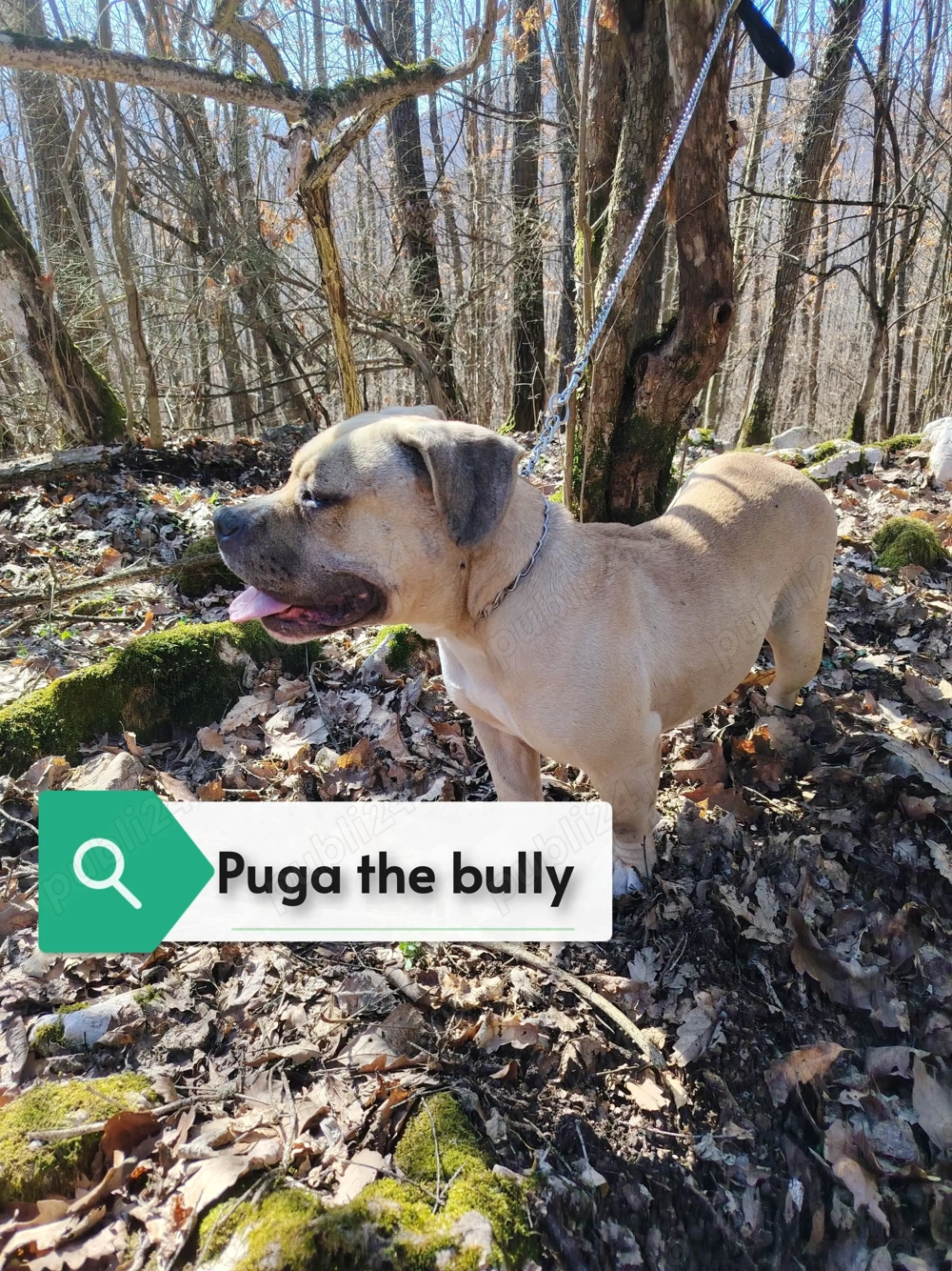 Disponibilă femelă de american bully pocket 