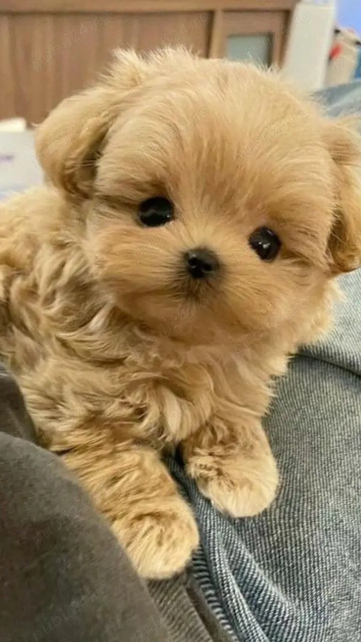 Bichon havanez frumosi