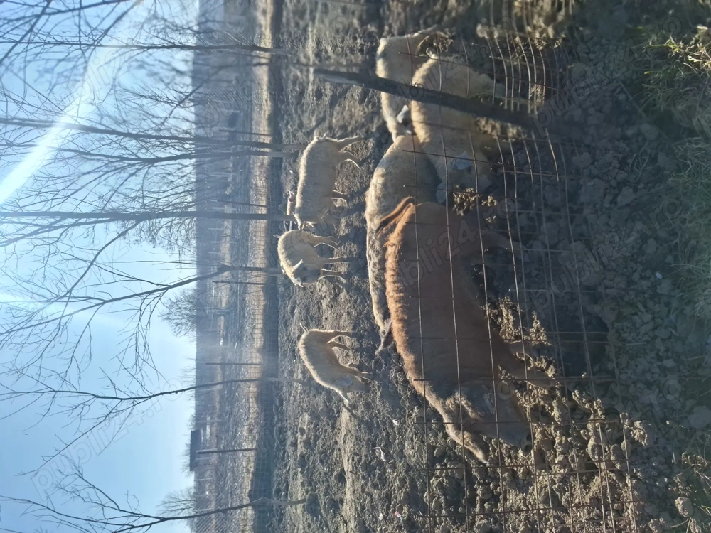 Porci rasa MANGALITA de la 20 la 120+ kg