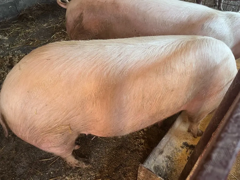 Vand porci bio 150-170KG 