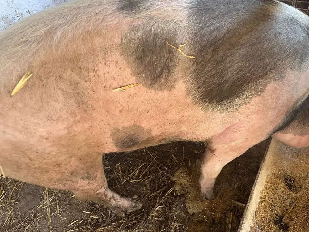 Vand porc de carne 155KG