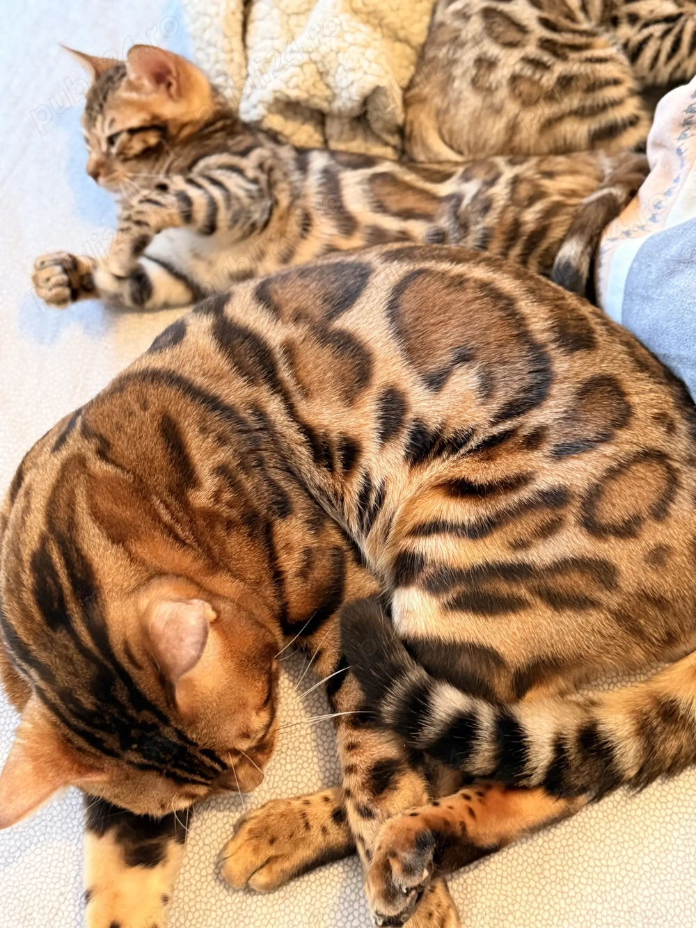 Vând pui pisică Bengal brown , ochii verzi 