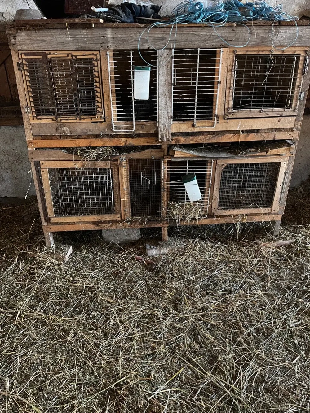 Custi iepuri de vanzare 