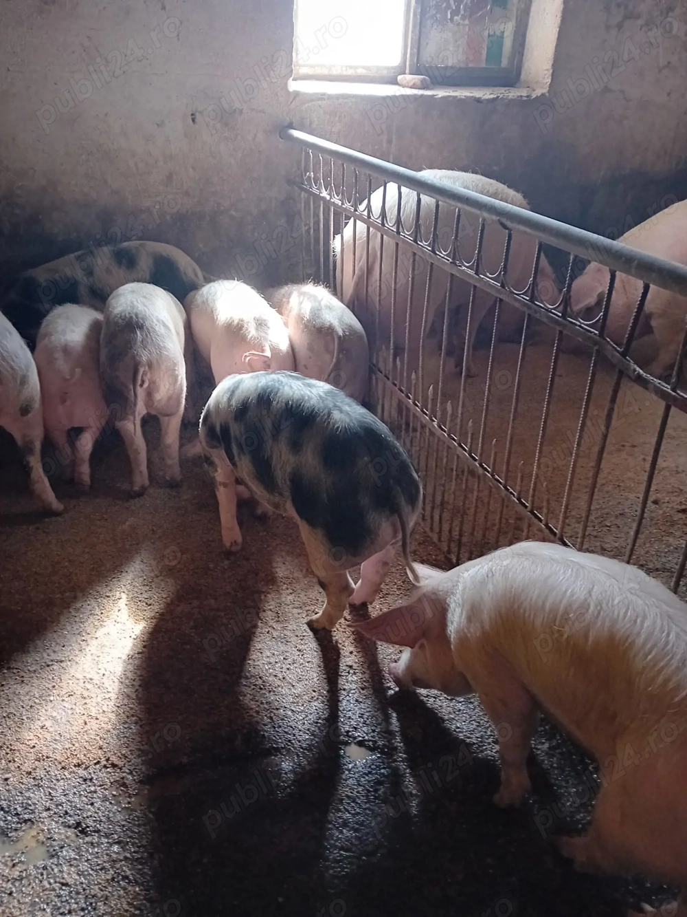 Vând soldani cu greutate între 45-60 kg