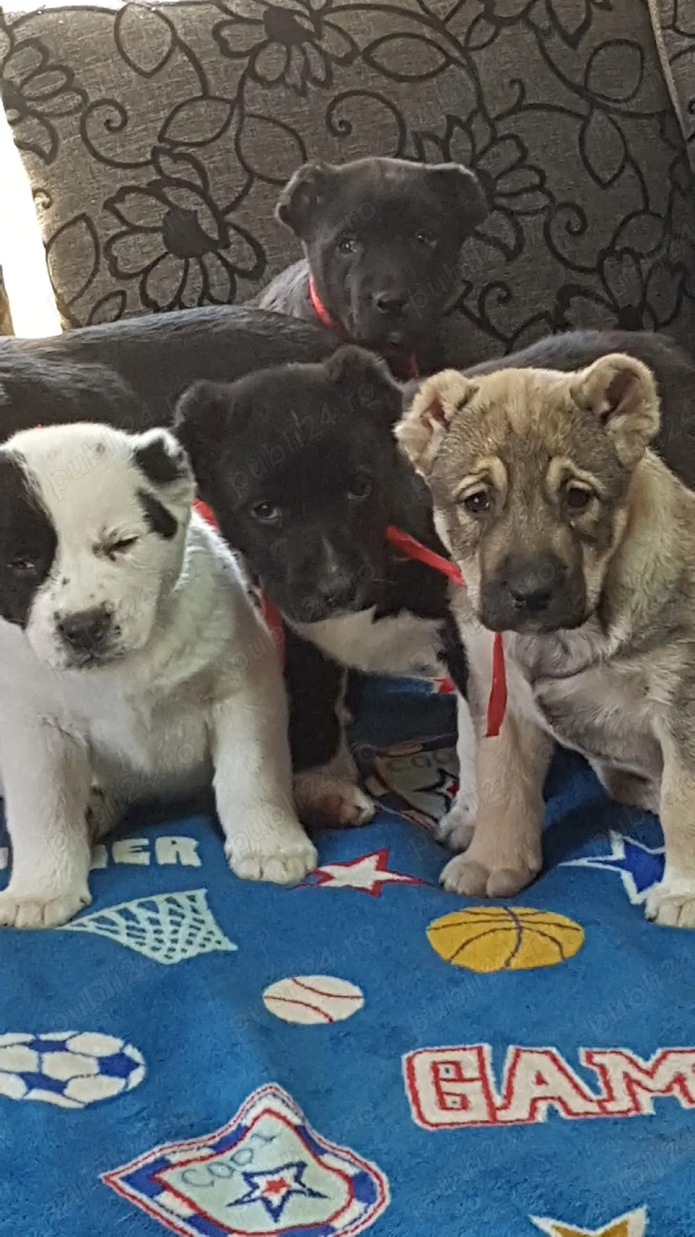 Catei Alabai,Ciobanesc de Asia Centrala,catel