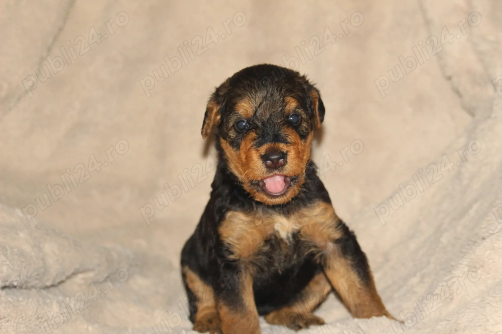 catei airedale terrier din parinti campioni