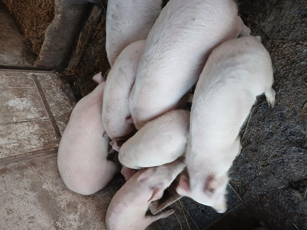 Vând urgent 5 purcei. Greutate 35-40 kg.