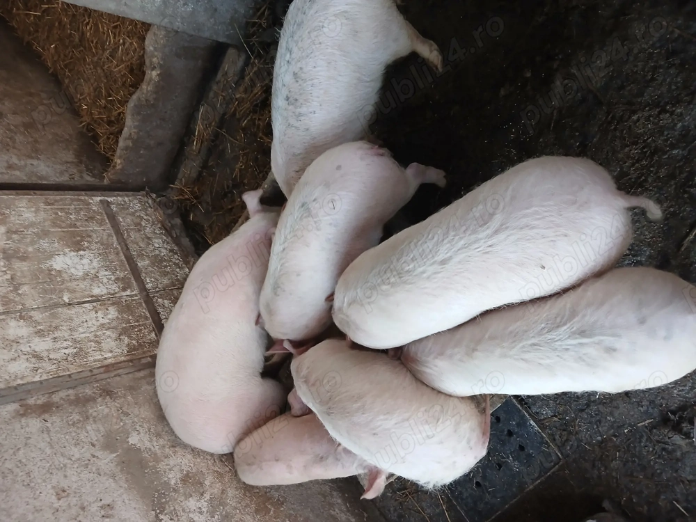 Vând purcei greutate 35-40 kg.