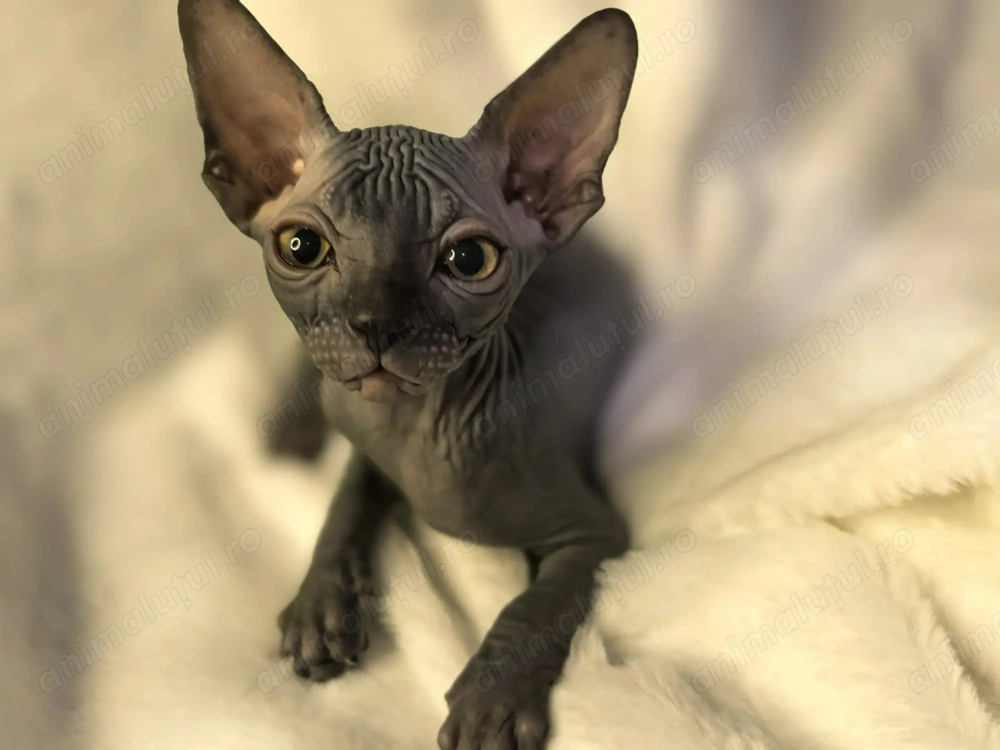 Pisica rasa sfinx. Născuți pe 24 Decembrie 